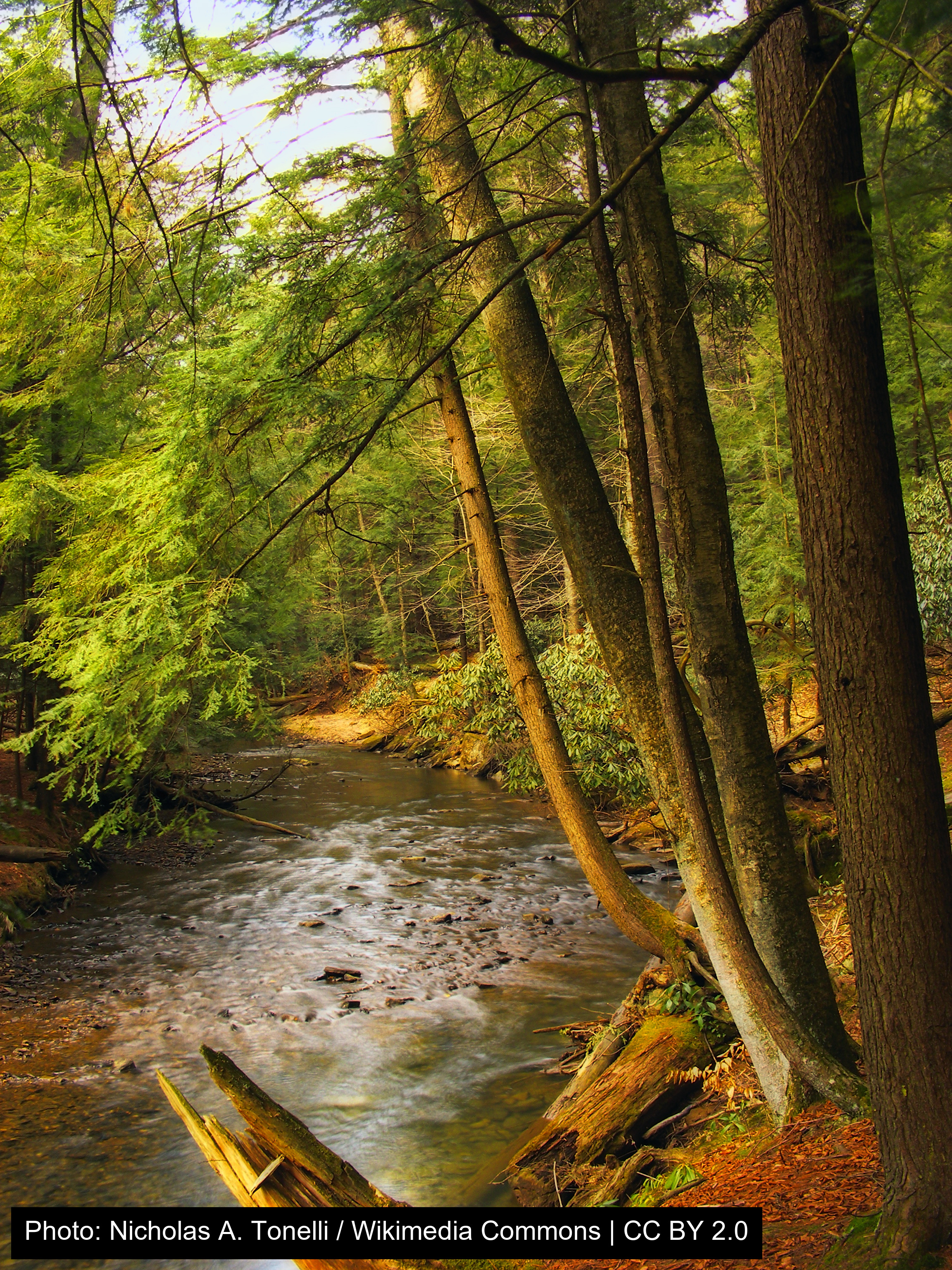 Cook Forest State Park