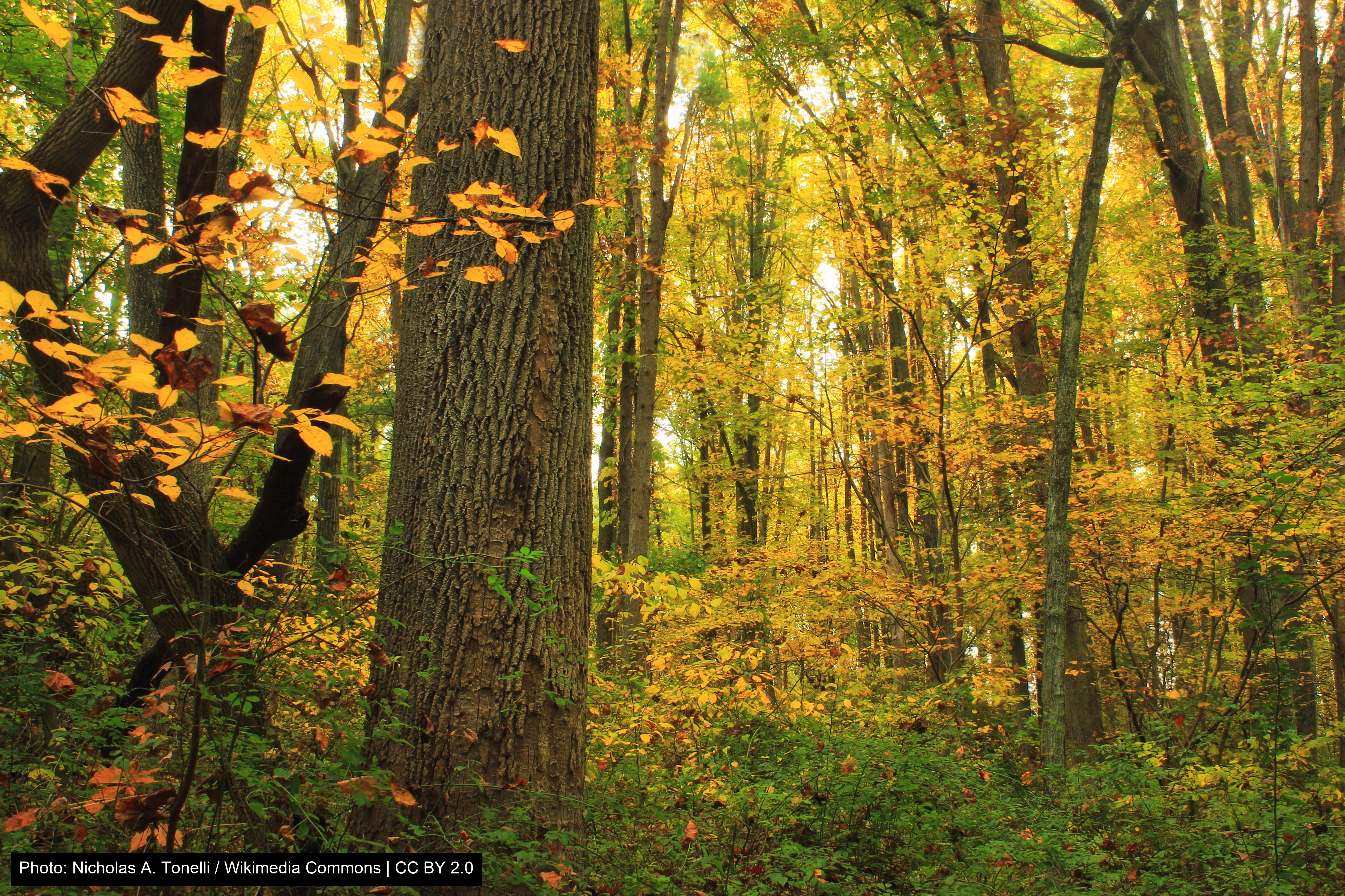 Jacobsburg Environmental Education Center