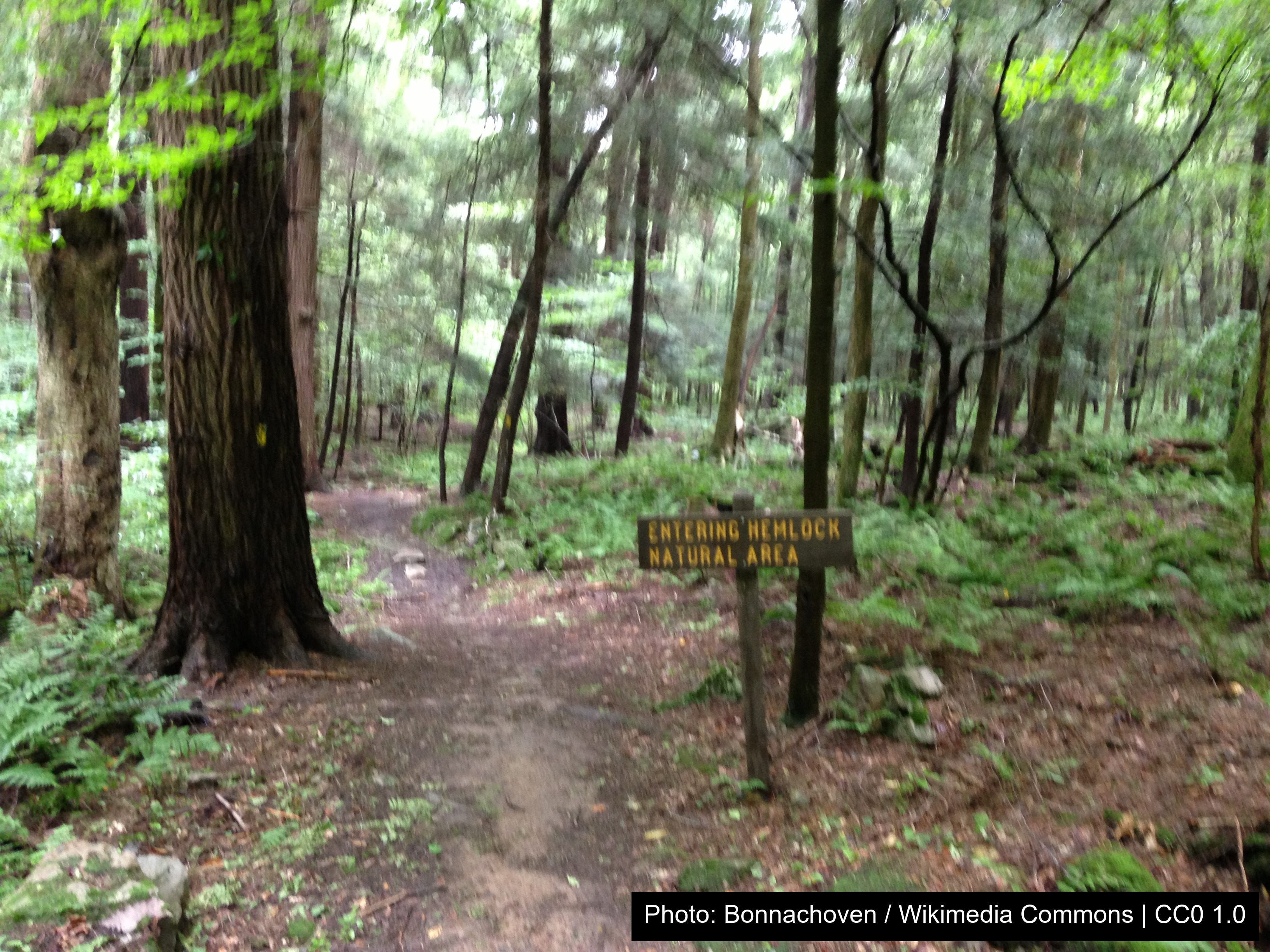 Laurel Hill State Park