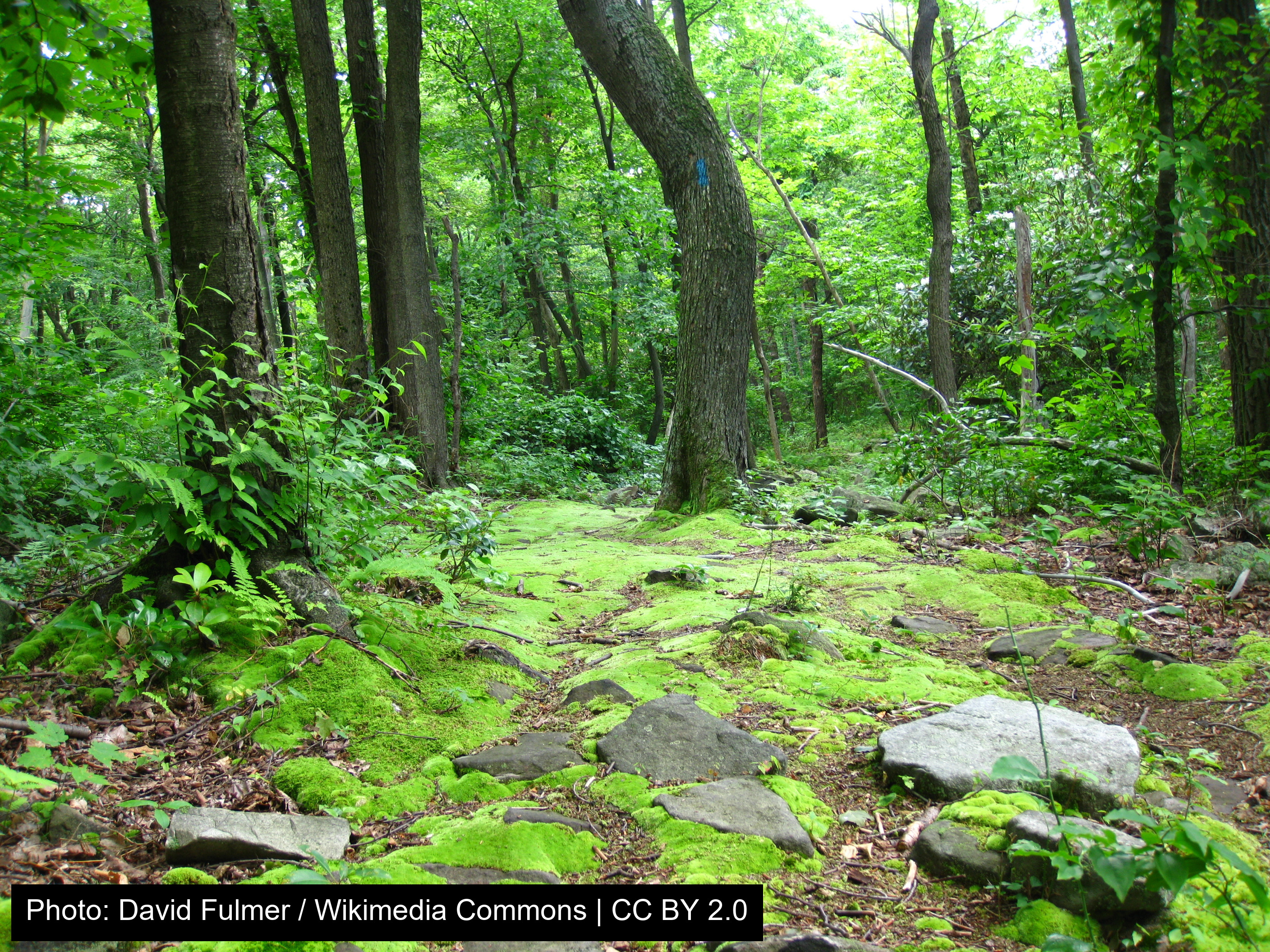 Laurel Summit State Park