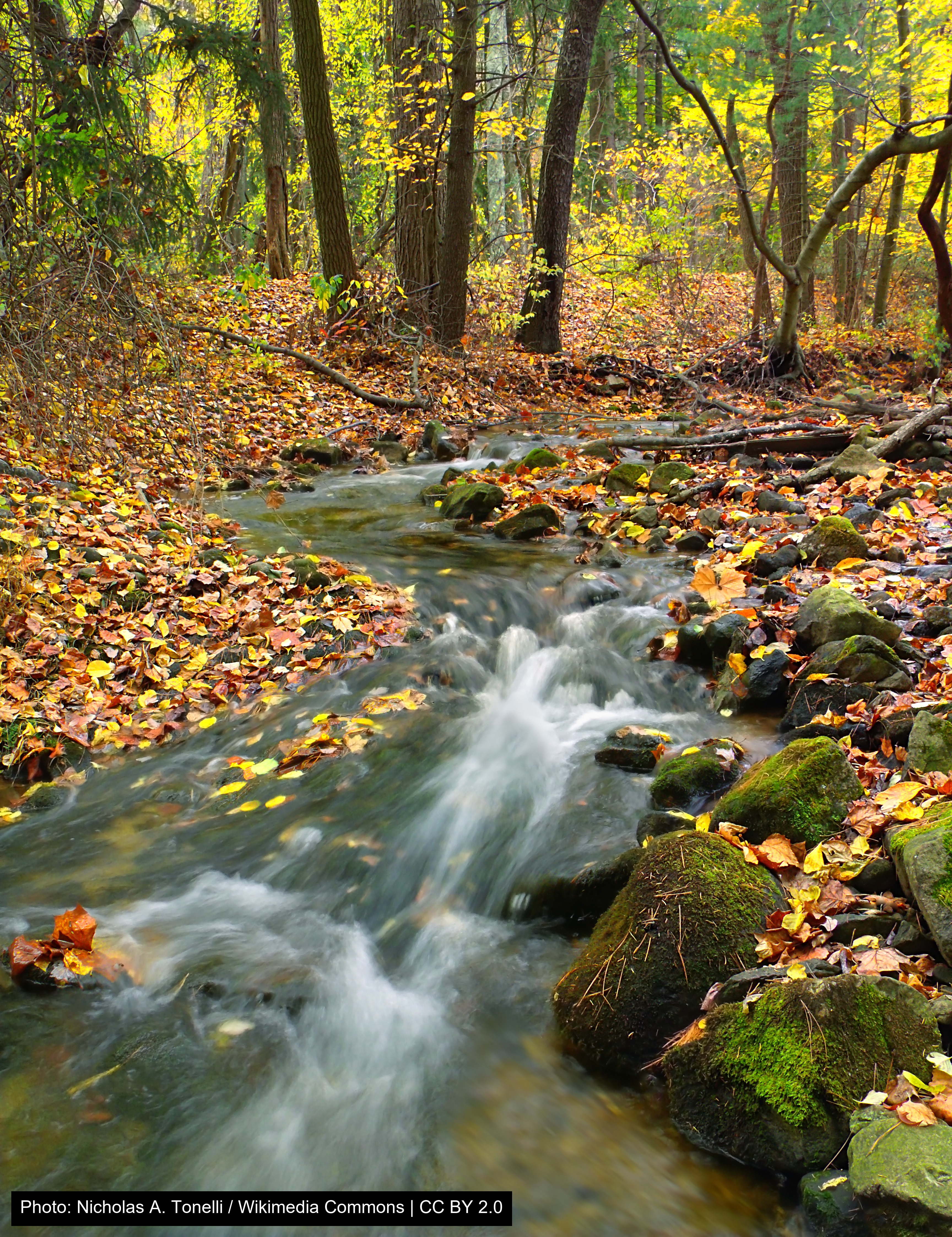 Mont Alto State Park