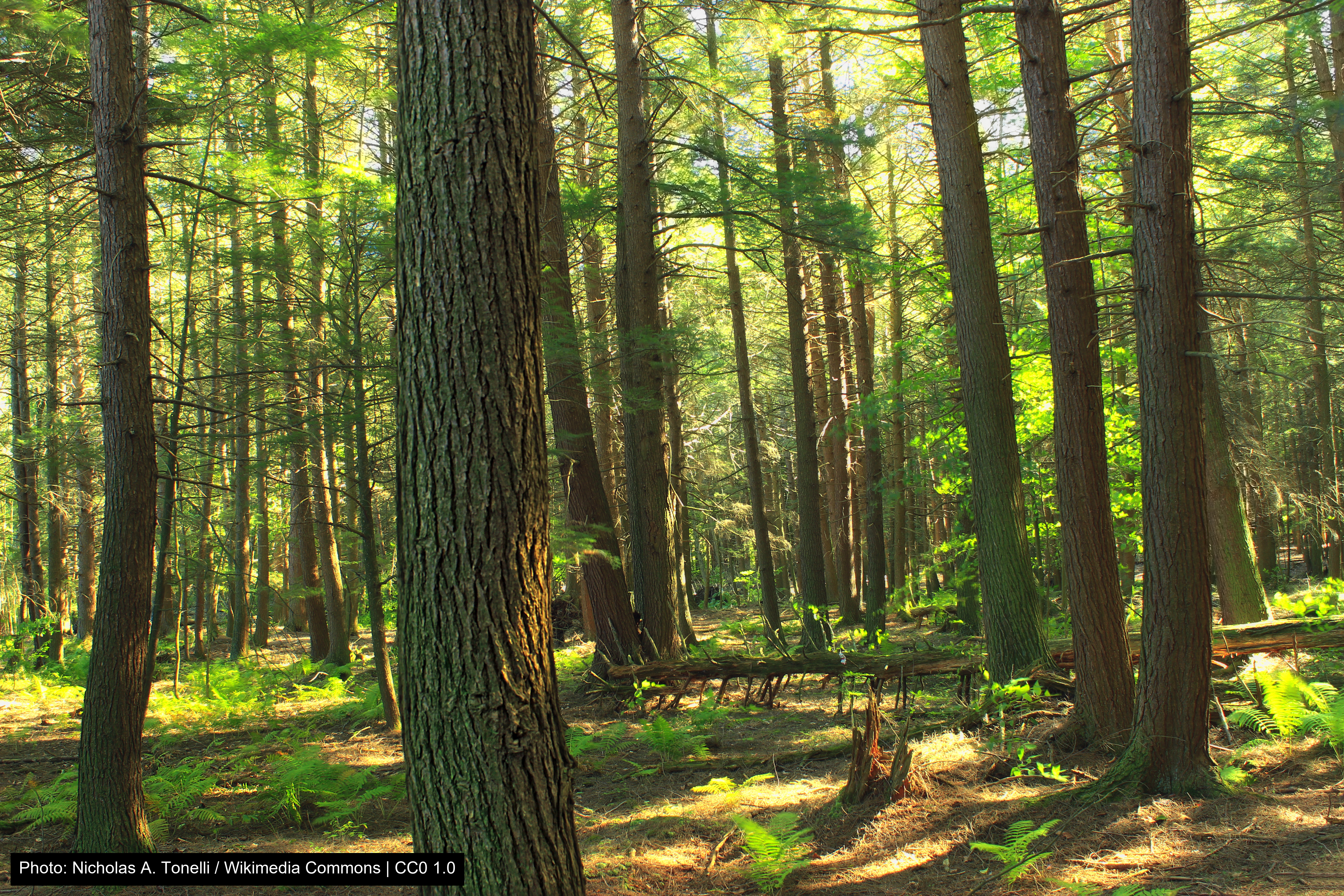 Nescopeck State Park