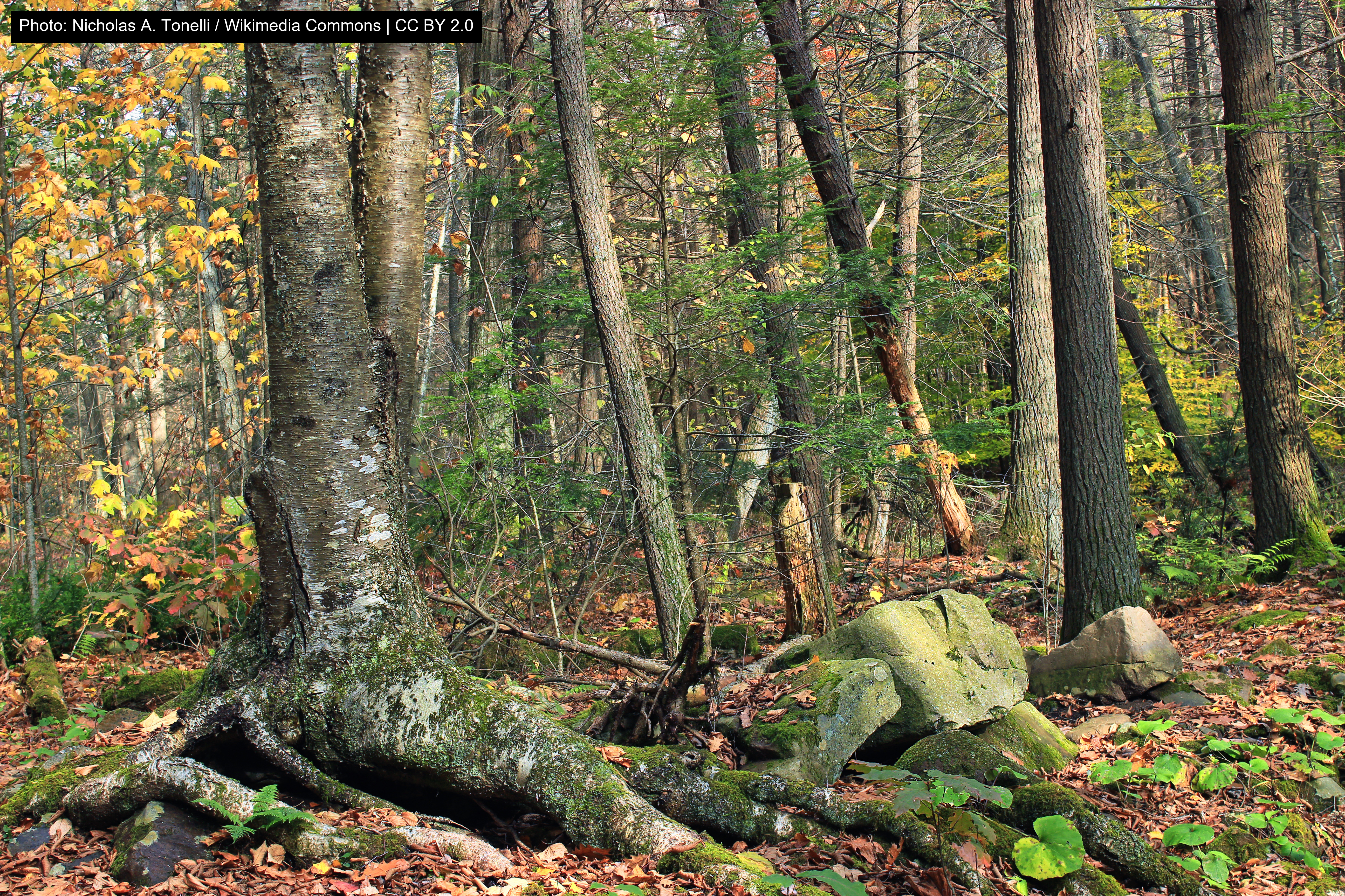 Ravensburg State Park