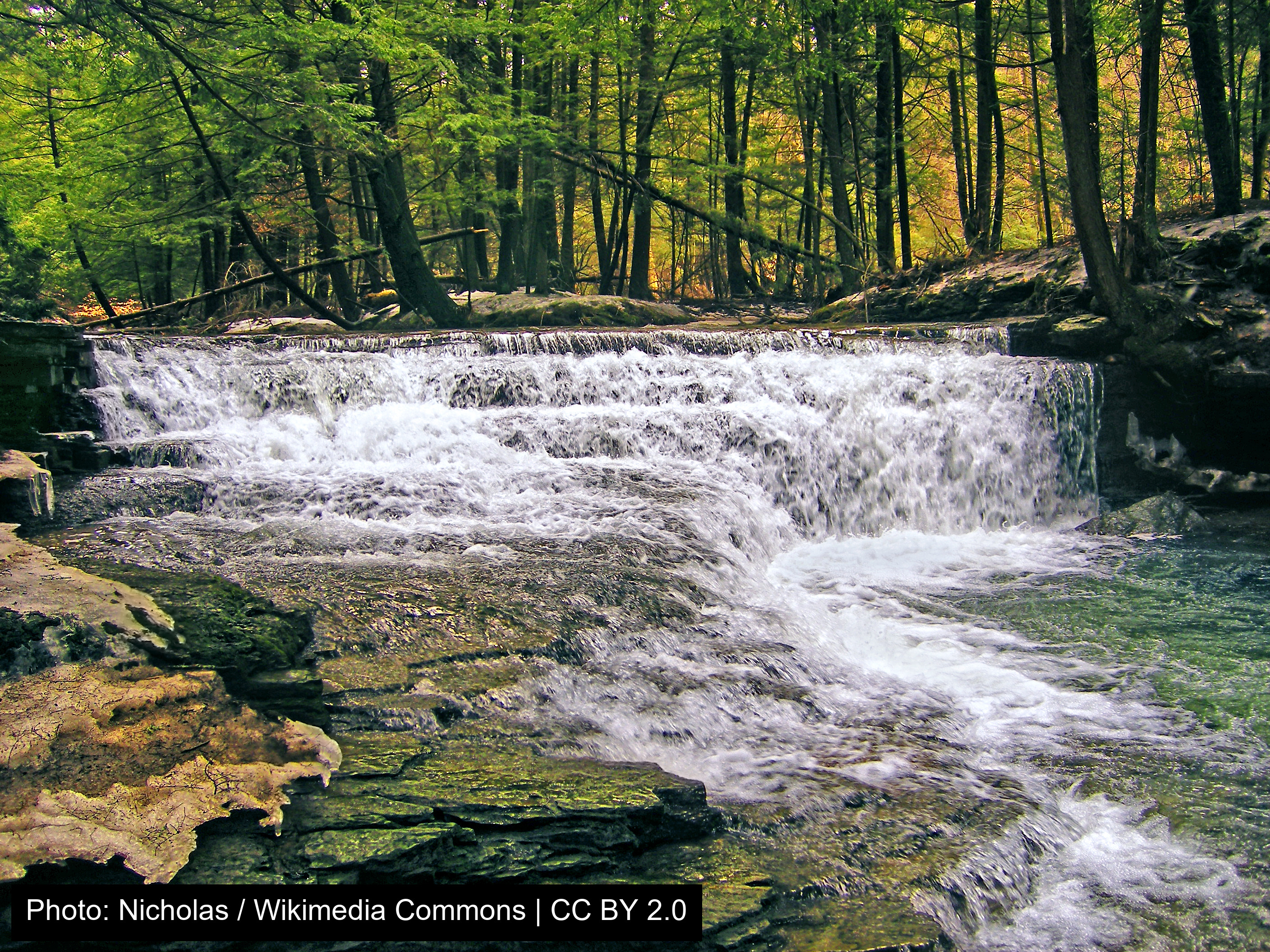 Salt Springs State Park