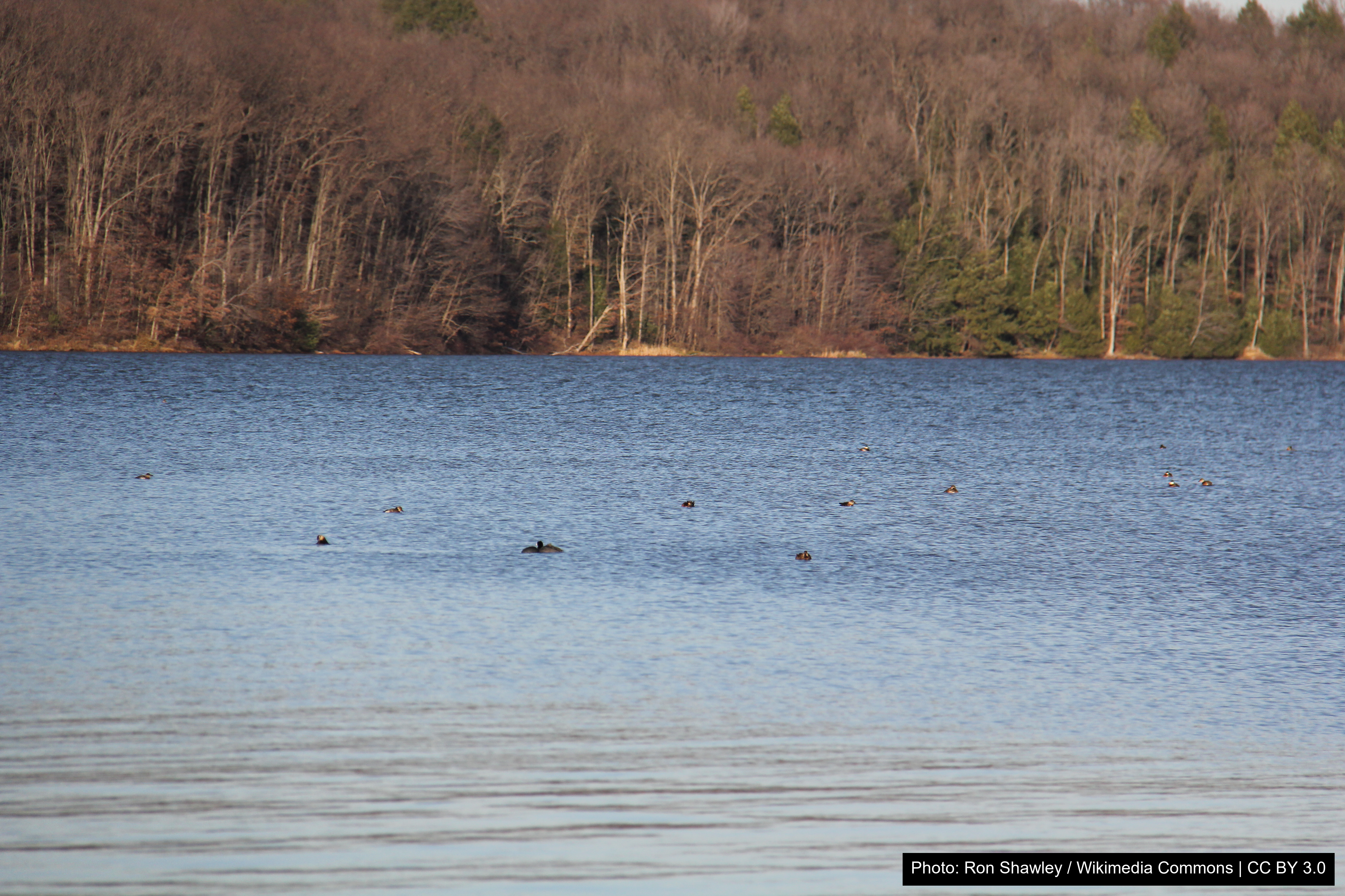 Yellow Creek State Park